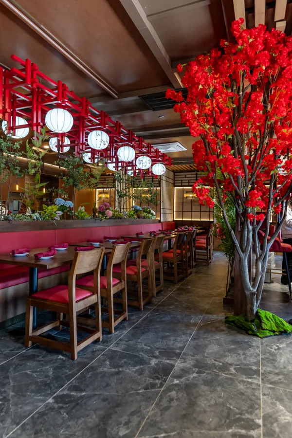 The dining room at Daruma Ramen, red lanterns and a blossom tree